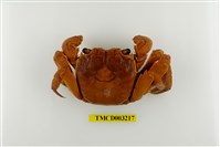 藏品(帝王仿相手蟹)的圖片